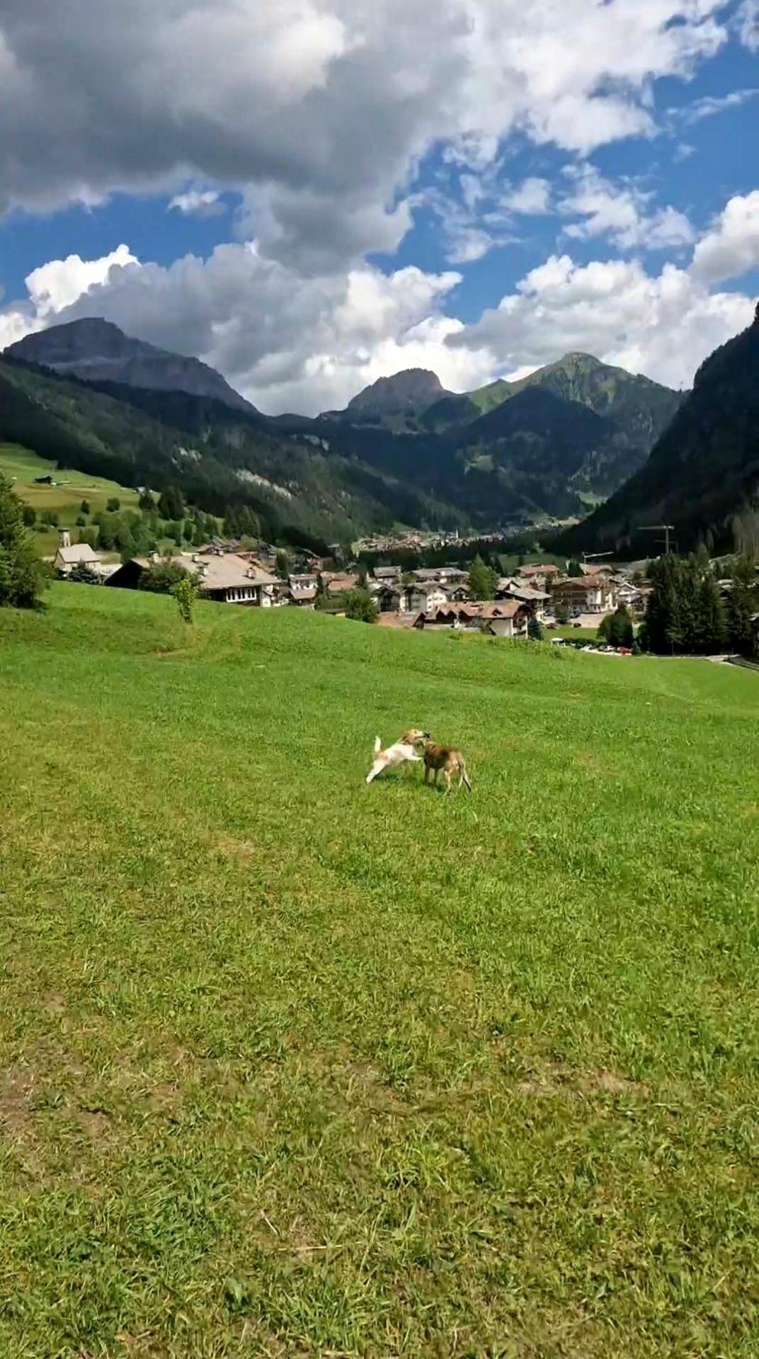 Cesa Cherpei - Dog Friendly Campitello di Fassa Exterior foto